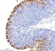 IHC staining of FFPE mouse stomach tissue with NQO1 antibody. HIER: boil tissue sections in pH8 EDTA for 20 min and allow to cool before testing.