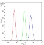 BRG1 Antibody for FACS / SMARCA4 Flow Cytometry Antibody. Flow cytometry analysis of human U-2 OS cells stained with BRG1 antibody at 1 ug per million cells demonstrates a clear fluorescence shift of the BRG1-stained population (blue histogram) relative to the isotype control (green histogram) and unstained cells (red histogram). Cells were blocked with goat sera prior to staining and analyzed by flow cytometry using FITC-A detection to measure fluorescence intensity. The rightward shift in fluorescence signal indicates specific intracellular detection of the BRG1 / SMARCA4 chromatin remodeling protein within the analyzed cell population, demonstrating suitability of the antibody for intracellular flow cytometry analysis of BRG1 expression.