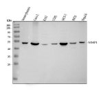 MMP1 Antibody Human, Rat and Mouse WB. Western blot analysis using MMP1 Antibody / Interstitial Collagenase Antibody. Lane 1: human placenta; Lane 2: human Caco-2 cells; Lane 3: human K562 cells; Lane 4: human U-2 OS cells; Lane 5: human MCF-7 cells; Lane 6: rat RH35 cells; Lane 7: mouse Hepa1-6 cells. A specific band is detected at approximately 54 kDa in all samples, consistent with the predicted molecular weight of the MMP1 proenzyme (pro-MMP1). These results support the use of MMP1 Antibody / Interstitial Collagenase Antibody for studying extracellular matrix remodeling, interstitial collagenase expression and cancer-associated tissue remodeling across human, rat and mouse samples.