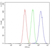 ALDH1A1 Antibody FACS. Flow cytometry analysis of human HepG2 cells using ALDH1A1 Antibody / Cancer Stem Cell and Retinoic Acid Metabolism Marker. The ALDH1A1-stained population (blue) demonstrates a clear rightward fluorescence shift relative to the isotype control (green) and unstained cells (red), consistent with expression of Aldehyde dehydrogenase 1 family member A1 / ALDH1A1 in hepatocellular carcinoma-derived cells. Cells were blocked with goat sera prior to staining and tested at 1 ug antibody per million cells.
