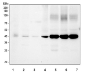 Western blot analysis using Connexin 43 antibody. Lane 1: human 293T whole cell lysates; Lane 2: human U251 whole cell lysates; Lane 3: human A549 whole cell lysates; Lane 4: rat heart tissue lysates; Lane 5: rat brain tissue lysates; Lane 6: mouse heart tissue lysates; Lane 7: mouse brain tissue lysates. The predicted molecular weight of Connexin 43 (GJA1) is ~41-43 kDa, and bands are observed at the expected size, with higher expression in heart and brain tissues.