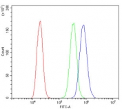 Flow cytometry testing of human A431 cells with TRPV3 antibody at 1ug/million cells (blocked with goat sera); Red=cells alone, Green=isotype control, Blue= TRPV3 antibody.
