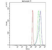 Flow cytometry testing of fixed and permeabilized human RT4 cells with SYK antibody at 1ug/million cells (blocked with goat sera); Red=cells alone, Green=isotype control, Blue= SYK antibody.