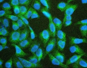 Immunofluorescence analysis of TIE2 / TEK tyrosine kinase antibody in human U-2 OS cells. FFPE human U-2 OS sections show cytoplasmic and membranous green fluorescence consistent with TIE2 expression, while nuclei are counterstained with DAPI (blue). Signal appears distributed throughout the cytoplasm with peripheral accentuation suggestive of membrane-associated localization. Heat induced epitope retrieval was performed in 10 mM citrate buffer, pH 6.0, by boiling for 20 minutes followed by cooling prior to antibody incubation.