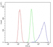 Flow cytometry testing of human U-2 OS cells with Aldolase A antibody at 1ug/million cells (blocked with goat sera); Red=cells alone, Green=isotype control, Blue= Aldolase A antibody.