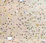 BMAL1 Antibody Rat Brain IHC. Immunohistochemical analysis of BMAL1 Antibody / Circadian Clock Protein Antibody in FFPE rat brain tissue following heat-induced antigen retrieval in pH 8 EDTA buffer. The section was incubated with BMAL1 antibody at 2 ug/ml and detected using an HRP-conjugated secondary antibody with DAB chromogen. Positive nuclear staining is observed in brain cells, consistent with the transcription factor activity of BMAL1. This BMAL1 Antibody, a circadian clock protein antibody, is suitable for investigating circadian rhythm regulation, transcriptional control and central nervous system biology.