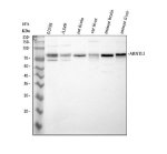 BMAL1 Antibody Human, Rat and Mouse WB. Western blot analysis of BMAL1 Antibody / Circadian Clock Protein Antibody detected a major band at approximately 75 kDa, consistent with the expected migration of BMAL1 (predicted molecular weight approximately 69 kDa). Lane 1: human U2OS; Lane 2: human A549; Lane 3: rat brain; Lane 4: rat liver; Lane 5: mouse brain; Lane 6: mouse liver lysate. The membrane was incubated with BMAL1 antibody at 0.5 ug/ml followed by an HRP-conjugated secondary antibody. This BMAL1 Antibody, a circadian clock protein antibody, detects endogenous BMAL1 across human, rat and mouse samples for studies of circadian rhythm regulation and transcriptional control.