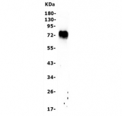 FOXC1 Antibody WB. Western blot analysis of human HEK293 cell lysate using FOXC1 Antibody / Forkhead Transcription Factor Antibody demonstrates a prominent immunoreactive band at approximately 70-75 kDa, consistent with expression of FOXC1. Although the predicted molecular weight of FOXC1 is approximately 57 kDa, the protein is frequently observed at higher apparent molecular weights due to post-translational modifications, including phosphorylation and other regulatory modifications that influence electrophoretic mobility. FOXC1 is a forkhead box transcription factor that regulates gene expression programs involved in embryonic development, tissue patterning, cellular differentiation, and stem cell-associated signaling pathways. The observed banding pattern is consistent with endogenous FOXC1 expression in human cells. Predicted molecular weight: approximately 57 kDa. Commonly observed molecular weight: up to 75 kDa.