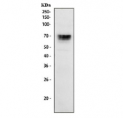 FOXC1 Antibody 293T Cell WB. Western blot analysis of human 293T cell lysate using FOXC1 Antibody / Forkhead Transcription Factor Antibody demonstrates a distinct immunoreactive band at approximately 70-75 kDa, consistent with expression of FOXC1. Although the predicted molecular weight of FOXC1 is approximately 57 kDa, the protein is frequently observed at higher apparent molecular weights due to post-translational modifications that affect electrophoretic mobility. FOXC1 is a forkhead box transcription factor that regulates gene expression programs involved in embryonic development, tissue patterning, cellular differentiation, stem cell maintenance, and organogenesis. The observed banding pattern is consistent with endogenous FOXC1 expression in human 293T cells. Predicted molecular weight: approximately 57 kDa. Commonly observed molecular weight: up to 75 kDa.