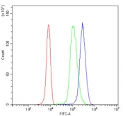 Flow cytometry testing of human U937 cells with GRM5 antibody at 1ug/million cells (blocked with goat sera); Red=cells alone, Green=isotype control, Blue= GRM5 antibody.
