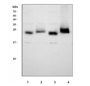 Western blot testing of 1) rat brain, 2) rat thymus, 3) mouse brain and 4) mouse thymus tissue lysate with CD90 antibody. Expected molecular weight 18~35 kDa depending on glycosylation level.