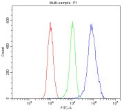 Flow cytometry analysis of PITX2 using PITX2 antibody. PITX2 expression was examined in human HEK293T cells following fixation with 4% paraformaldehyde and permeabilization to enable intracellular staining. Cells were incubated with PITX2 antibody and detected using a fluorescent secondary antibody (blue). An isotype control stained under identical conditions is shown in green, and an unstained control is shown in red. The rightward fluorescence shift observed with PITX2 antibody staining indicates specific intracellular detection of PITX2.