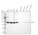 RPL13A Antibody Western Blot in Human, Rat and Mouse Samples. Western blot testing of human RT4 (lane 1), HEL (lane 2), 293T (lane 3), and THP-1 (lane 4) cell lysates, rat spleen (lane 5) and thymus (lane 6), and mouse spleen (lane 7) and thymus (lane 8) tissue lysates was performed with RPL13A Antibody at 0.5 ug/ml. A predominant band is detected at approximately 24 kDa across all eight samples, consistent with the expected molecular weight of RPL13A. Signal is substantially stronger in the human cell lysates than in the rat and mouse tissues.