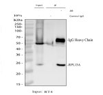RPL13A Antibody Immunoprecipitation in RT4 Cells. Immunoprecipitation of RPL13A from human RT4 whole cell lysate was performed with 2 ug of RPL13A Antibody. Western blot analysis shows enrichment of a distinct RPL13A band at approximately 24 kDa in the antibody IP lane, consistent with the expected molecular weight. No corresponding RPL13A band is visible in the control IgG lane, while the prominent band near 50-55 kDa represents IgG heavy chain. This result demonstrates specific enrichment of RPL13A from RT4 cell lysate.