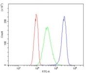 MVP Antibody for FACS in Human A431 Cells. Flow cytometry analysis of Major Vault Protein (MVP / LRP) expression in human A431 cells using a mouse monoclonal antibody clone 8B12. Cells were fixed, permeabilized, and stained at 1 ug per million cells. The MVP antibody (blue) shows a clear rightward shift in fluorescence intensity compared to the isotype control (green) and unstained cells (red), indicating specific intracellular detection. The distinct population separation supports accurate gating and quantitative single-cell analysis, consistent with the known expression of Major vault protein in epithelial cancer cells and its role in drug resistance and cellular stress response pathways.