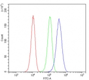 Desmoglein 2 Antibody U-87 MG FACS. Flow cytometry analysis of human U-87 MG cells stained with Desmoglein 2 antibody detecting DSG2. The antibody signal (blue) shows a clear rightward shift compared to cells alone (red) and isotype control (green), indicating positive surface-associated detection of DSG2. This pattern is consistent with Desmoglein 2 as a membrane-localized desmosomal cadherin involved in cell-cell adhesion and intercellular junction integrity.