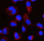 PCK2 Antibody HeLa Cell IF. PCK2 was detected in HeLa cells following enzyme-mediated antigen retrieval for 15 minutes. The cells were blocked with 10% goat serum and incubated overnight at 4Â°C with rabbit anti-PCK2 antibody at 5 ug/ml. A Cy3-conjugated goat anti-rabbit IgG secondary antibody was used at 1:500, and nuclei were counterstained with DAPI. PCK2 staining appears red and displays a punctate cytoplasmic pattern consistent with the mitochondrial distribution of the target protein, while nuclei appear blue. PCK2 Antibody, a mitochondrial gluconeogenesis enzyme antibody, supports cellular localization and metabolic pathway studies.
