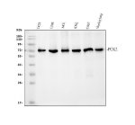 PCK2 Antibody Human and Monkey Cell and Tissue WB. Western blot analysis was performed under reducing conditions using 30 ug of lysate per lane. Lane 1: human T-47D cells; Lane 2: human U-2 OS cells; Lane 3: human A431 cells; Lane 4: human K562 cells; Lane 5: monkey COS-7 cells; Lane 6: monkey lung tissue. The membrane was incubated overnight at 4Â°C with rabbit anti-PCK2 antibody at 0.5 ug/ml, followed by an HRP-conjugated secondary antibody and ECL detection. A specific band was observed at approximately 71 kDa. PCK2 Antibody, a mitochondrial gluconeogenesis enzyme antibody, detects endogenous PCK2 across human and monkey samples.