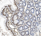 IHC staining of FFPE rat intestine with PTBP1 antibody. HIER: boil tissue sections in pH8 EDTA for 20 min and allow to cool before testing.