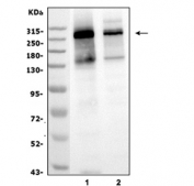 Western blot testing of mouse 1) spleen and 2) thymus tissue lysate with NUP214 antibody. Expected molecular weight: 214-280 kDa.