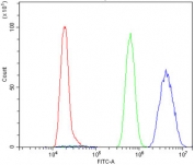 Flow cytometry testing of rat NRK cells with U2AF65 antibody at 1ug/million cells (blocked with goat sera); Red=cells alone, Green=isotype control, Blue= U2AF65 antibody.