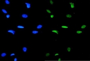 GATA3 Antibody HeLa IF. Immunofluorescence analysis of FFPE human HeLa cells stained with GATA3 Antibody / Multi-Application Research Antibody demonstrates prominent nuclear green fluorescence consistent with the localization of GATA binding protein 3 / GATA3 as a lineage-associated zinc finger transcription factor involved in epithelial differentiation and transcriptional regulation. DAPI nuclear counterstain is shown in blue. HIER: steam sections in pH 6 citrate buffer for 20 min.
