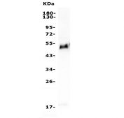 GATA3 Antibody Jurkat WB. Western blot analysis of human Jurkat cell lysate using GATA3 Antibody / Multi-Application Research Antibody demonstrates a distinct band at approximately 50 kDa, consistent with the predicted molecular weight of GATA binding protein 3 / GATA3, a zinc finger transcription factor involved in T-cell lineage specification, epithelial differentiation, and transcriptional regulation.