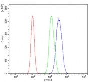 GATA3 Antibody 293T FACS. Flow cytometry analysis of human 293T cells stained with GATA3 Antibody / Multi-Application Research Antibody demonstrates a clear rightward shift of the positive cell population relative to the isotype control, consistent with detection of GATA binding protein 3 / GATA3 expression in transfected epithelial-derived cells. Red=cells alone, Green=isotype control, Blue=GATA3 antibody. Cells were blocked with goat sera prior to staining.