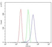 Flow cytometry testing of human U-87 MG cells with ATG9A antibody at 1ug/million cells (blocked with goat sera); Red=cells alone, Green=isotype control, Blue= ATG9A antibody.