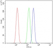Western blot testing of 1) human HeLa, 2) human HepG2, 3) rat brain, 4) rat C6, 5) mouse brain and 6) mouse NIH 3T3 cell lysate with c-Fos antibody. A dominant band is detected at approximately 50 kDa in all samples, migrating above the predicted 41 kDa size of unmodified c Fos. Additional bands around 45 kDa and 60-65 kDa are present and are consistent with differentially phosphorylated c Fos species that show reduced or increased electrophoretic mobility, respectively.