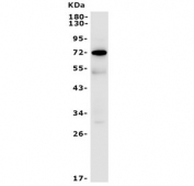FUT4 Antibody HL-60 Cell WB. Western blot testing of human HL-60 lysate with FUT4 antibody. Expected molecular weight: 59-140 kDa depending on level of glycosylation.