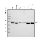 GATA2 Antibody Human, Rat and Mouse WB. Western blot analysis of human HEL (lane 1), SH-SY5Y (lane 2), K562 (lane 3), and SiHa (lane 4) cell lysates, rat heart (lane 5), and mouse heart (lane 6) tissue lysates with GATA2 Antibody at 0.5 ug/ml. A prominent band is detected at approximately 51 kDa, consistent with the expected molecular weight of GATA2. Detection across human, rat, and mouse samples demonstrates recognition of endogenous GATA2. This GATA2 Antibody, also called GATA Binding Protein 2 Antibody, supports studies of transcriptional regulation, hematopoiesis, cellular differentiation, and developmental biology.