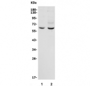 GRB14 Antibody Human Cell WB. Western blot testing of human 1) A549 and 2) HEK293 cell lysate with GRB14 antibody. Predicted molecular weight ~61 kDa.