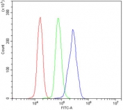 Flow cytometry testing of human U937 cells with RGS18 antibody at 1ug/million cells (blocked with goat sera); Red=cells alone, Green=isotype control, Blue= RGS18 antibody.