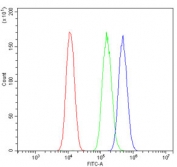 Flow cytometry testing of human A549 cells with XPC antibody at 1ug/million cells (blocked with goat sera); Red=cells alone, Green=isotype control, Blue= XPC antibody.