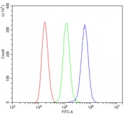 CRYAB Antibody Cell Population FACS. Flow cytometry analysis of Alpha B crystallin / CRYAB in human THP-1 cells using polyclonal CRYAB antibody. The blue histogram shows a clear rightward shift compared to the green isotype control and red unstained cells, indicating detectable CRYAB expression under the conditions tested.