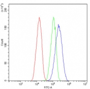 Flow cytometry testing of human HepG2 cells with Pinin antibody at 1ug/million cells (blocked with goat sera); Red=cells alone, Green=isotype control, Blue= Pinin antibody.