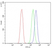 SEZ6L Antibody U-2 OS FACS. Flow cytometry analysis of human U-2 OS cells using SEZ6L antibody demonstrates a distinct rightward fluorescence shift relative to isotype control, supporting expression of SEZ6L in osteosarcoma-derived cells. The observed staining profile is consistent with detection of this tumor-associated transmembrane signaling protein in membrane-associated cellular compartments. Red=cells alone, Green=isotype control, Blue=SEZ6L antibody.