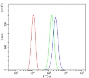 GAD2 Antibody U-2 OS FACS. Flow cytometry analysis of human U-2 OS cells stained with GAD2 Antibody clone 7G2 demonstrates a distinct right-shifted fluorescence population relative to the isotype control, consistent with Glutamate decarboxylase 2 / GAD65-associated inhibitory neurotransmitter synthesis pathway expression. This Glutamate decarboxylase 2 antibody supports characterization of GABA synthesis-associated signaling and neuronal differentiation-related protein expression in osteosarcoma-derived cells. Red=cells alone, Green=isotype control, Blue=GAD2 antibody.