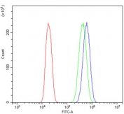 Flow cytometry testing of human A431 cells with ACTR3 antibody at 1ug/million cells (blocked with goat sera); Red=cells alone, Green=isotype control, Blue= ACTR3 antibody.