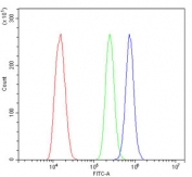 Flow cytometry testing of mouse ANA-1 cells with ACTR3 antibody at 1ug/million cells (blocked with goat sera); Red=cells alone, Green=isotype control, Blue= ACTR3 antibody.