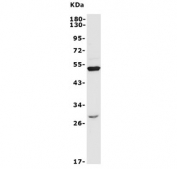 Western blot testing of human HEK293 lysate with Endothelin A Receptor antibody. Predicted molecular weight ~49 kDa.