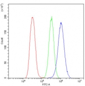Flow cytometry testing of human U-2 OS cells with Glypican 5 antibody at 1ug/million cells (blocked with goat sera); Red=cells alone, Green=isotype control, Blue= Glypican 5 antibody.