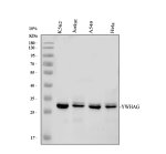 14-3-3 Gamma Antibody Human Cancer and Immune Cell WB. Western blot analysis of 14-3-3 gamma in human K562, Jurkat, A549 and HeLa cell lysates using 14-3-3 Gamma Antibody. Lane 1: K562; Lane 2: Jurkat; Lane 3: A549; Lane 4: HeLa. A specific band is detected at approximately 28 kDa, consistent with the expected molecular weight of 14-3-3 gamma/YWHAG. This 14-3-3 Gamma Antibody, also called a 14-3-3 Protein Gamma Antibody, detects 14-3-3 gamma across multiple human cell lines and supports studies of phosphorylation-dependent signaling and intracellular regulatory mechanisms.