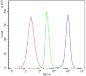 ZAP70 Antibody for FACS / Lymphocyte Activation Flow Cytometry Antibody. Flow cytometry analysis of human Jurkat T lymphocyte cells evaluating intracellular ZAP70 expression associated with lymphocyte activation using clone ZAP70/2047 at 1 ug per million cells. Cells were fixed, permeabilized, and blocked with goat sera prior to staining to support accurate detection of the cytoplasmic kinase Zeta-chain-associated protein kinase 70 (ZAP70), a marker linked to activated T-cell signaling states. The blue histogram shows a pronounced rightward shift corresponding to ZAP70-positive activated lymphocyte populations, the green histogram represents the isotype control, and the red histogram indicates unstained cells, confirming activation-associated intracellular ZAP70 detection by flow cytometry.