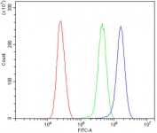 AHR Antibody A549 Cells FACS. Flow cytometric analysis of human A549 cells was performed using an AHR antibody following blocking with goat sera. AHR, also known as Aryl Hydrocarbon Receptor and an Environmental Sensor Protein, is a ligand activated transcription factor that regulates xenobiotic metabolism, inflammatory signaling, and cellular responses to endogenous metabolites. Red histogram: cells alone. Green histogram: isotype control. Blue histogram: AHR antibody. The clear rightward shift of the AHR antibody signal relative to both controls demonstrates specific detection of endogenous AHR expression in A549 cells. These results support the utility of AHR Antibody for studies of toxicology, signal transduction, immune regulation, and environmental sensing pathways.