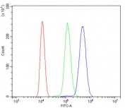 CAMK II alpha Antibody ANA-1 Cell FACS. Flow cytometric analysis of mouse ANA-1 cells stained with CAMK II alpha antibody at 1 ug/million cells following goat serum blocking. Red: cells alone. Green: isotype control. Blue: CAMK II alpha antibody. The rightward shift of the antibody-stained population relative to the isotype control demonstrates specific detection of Calcium/Calmodulin Dependent Protein Kinase II Alpha (CAMK2A), a calcium signaling kinase that regulates calcium-dependent signal transduction, protein phosphorylation, synaptic plasticity, and neuronal signaling pathways.