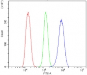 CAMK II alpha Antibody NRK Cell FACS. Flow cytometric analysis of rat NRK cells stained with CAMK II alpha antibody at 1 ug/million cells following goat serum blocking. Red: cells alone. Green: isotype control. Blue: CAMK II alpha antibody. The pronounced rightward shift of the antibody-stained population relative to the isotype control demonstrates specific detection of Calcium/Calmodulin Dependent Protein Kinase II Alpha (CAMK2A), a calcium signaling kinase that regulates calcium-dependent signal transduction, protein phosphorylation, synaptic plasticity, and downstream cellular signaling pathways.