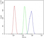 CCNE1 Antibody FACS. Flow cytometry testing of human SiHa cells with CCNE1 antibody at 1ug/million cells (blocked with goat sera); Red=cells alone, Green=isotype control, Blue= CCNE1 antibody.