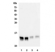 Gastrotropin Antibody Rodent Intestine WB. Western blot analysis of Gastrotropin expression using a Gastrotropin antibody. Lanes 1 and 2: different lots of rat intestine lysate. Lanes 3 and 4: different lots of mouse intestine lysate. Gastrotropin, also known as Intestinal Lipid Binding Protein and FABP6, is an intracellular Bile Acid Binding Protein that participates in bile acid recycling and lipid absorption. A distinct band is detected at approximately 14 kDa in all samples, corresponding to the expected molecular weight of FABP6 isoform 1. Minor differences in signal intensity between lysate lots likely reflect biological or sample preparation variability. These results demonstrate conserved expression of Gastrotropin in rodent intestinal tissues and support the utility of this antibody for studies of enterohepatic circulation, bile acid transport, and gastrointestinal physiology.